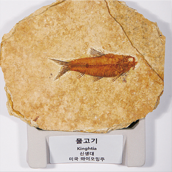 전시용 화석 (물고기)